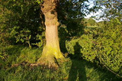 FP76:  From FP75 to Small Lane (Owen House Farm)